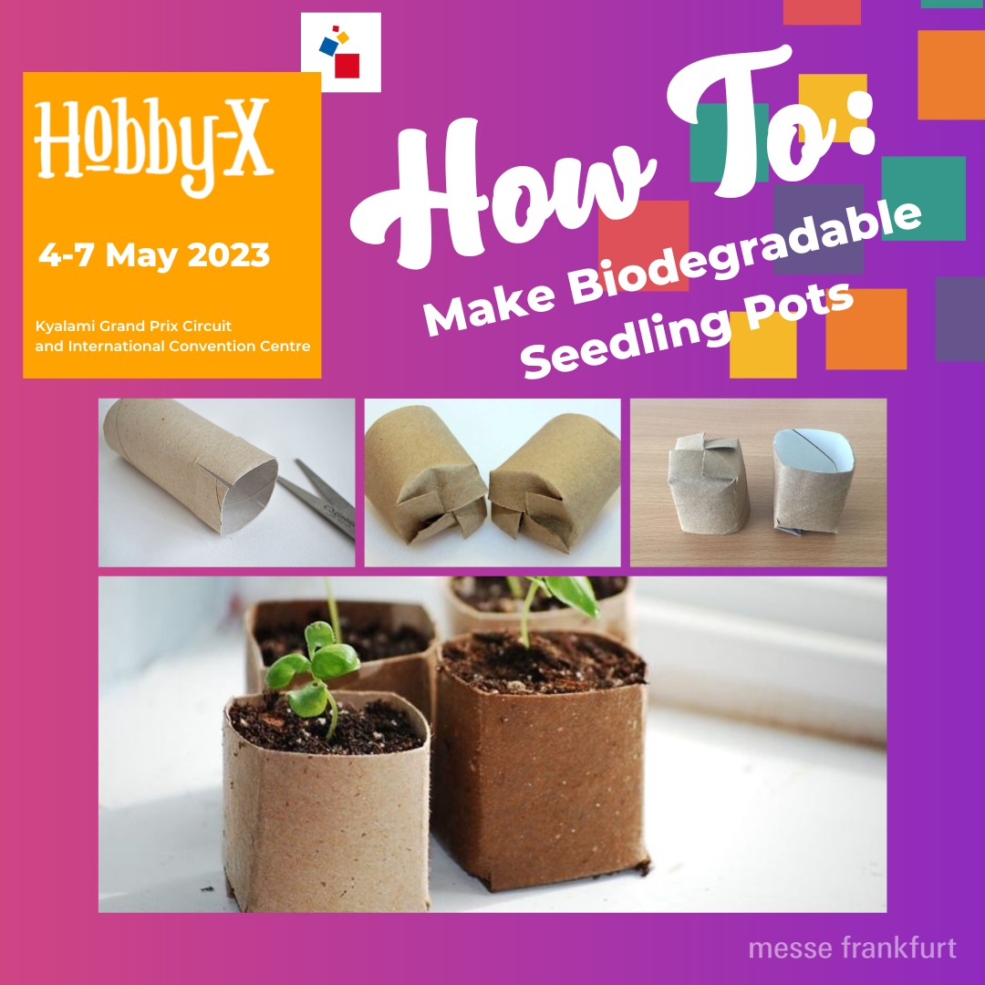 6 biodegradable seedling
